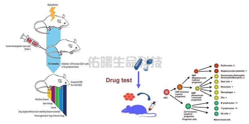 人源化动物模型